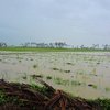 【フィリピン中部台風支援】発災から3カ月、被災地の農業再開向け支援内容を決定